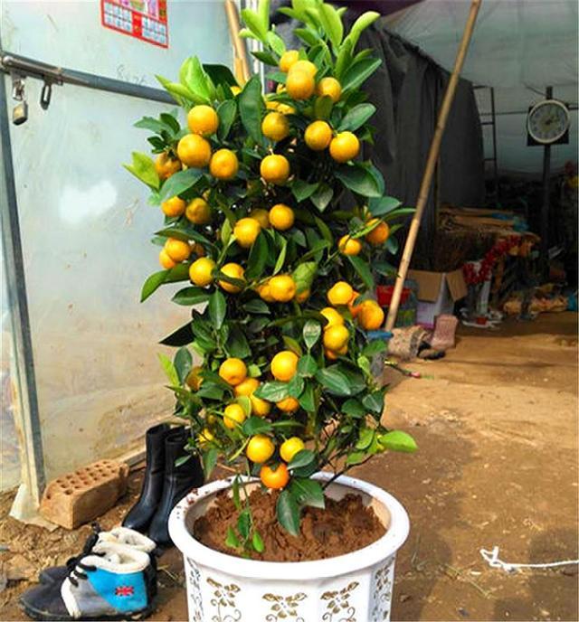 原创盆栽金桔开花少不结果从6点深入分析对症下药花果满枝头