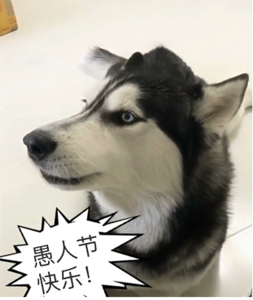 哈士奇愚人節被騙，竟如此「回懟」主人，網友看了直呼已笑哭 萌趣萌寵 第6张