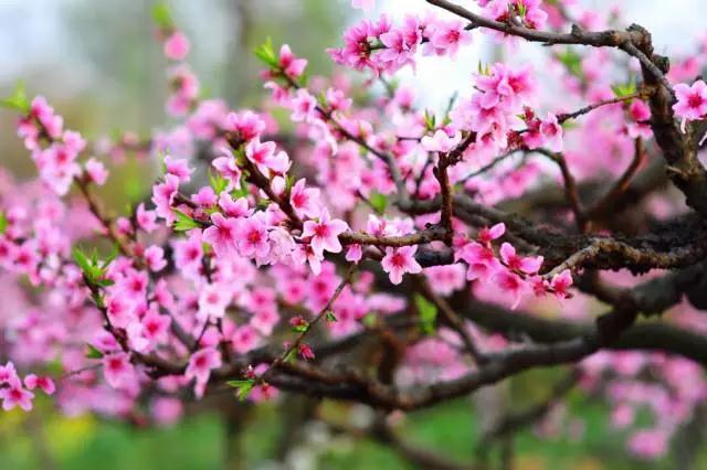 贵州省罗甸茂井镇旅游特色：早春可观十里桃花踏青，晚夏近秋采摘十月桃