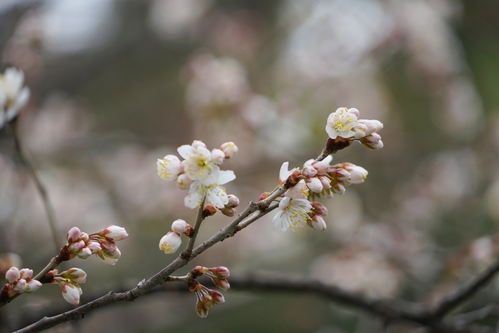 南京鸡鸣寺“消息树”开花，樱花、樱桃花傻傻分不清？科普来啦！