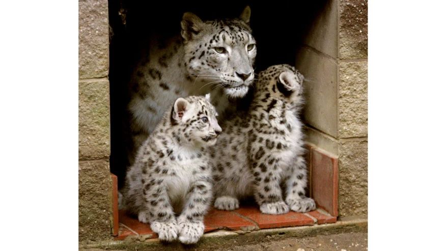 17岁明星雪豹抗癌失败后被安乐死 曾因带大7只雪豹幼崽闻名 动物园