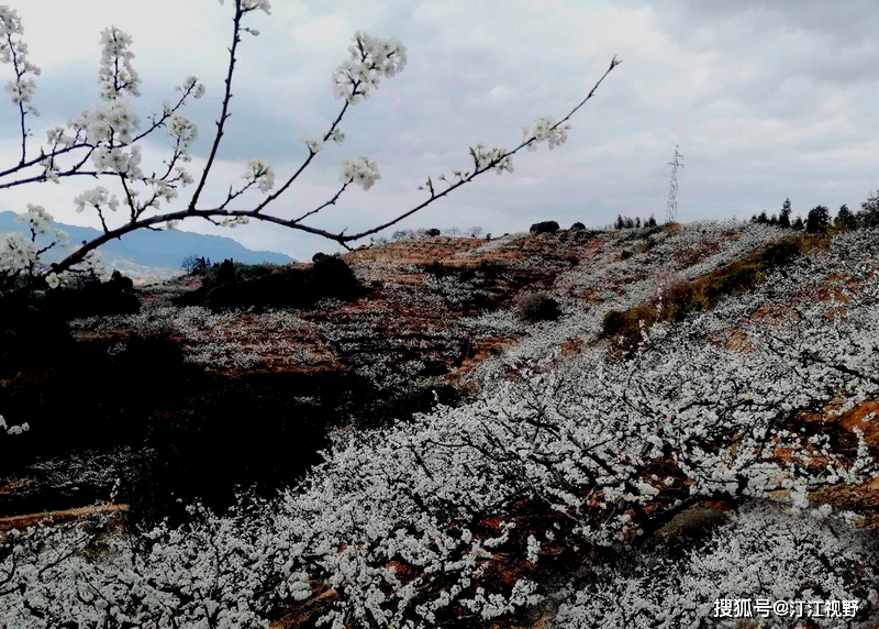 福建连城县四堡镇——满山李树花似雪，游客纷至赏美景