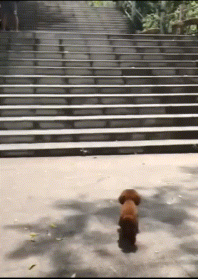 图片[8]-搞笑段子GIF趣图：小短腿上楼梯这么溜，真是第一次见-魔性次元