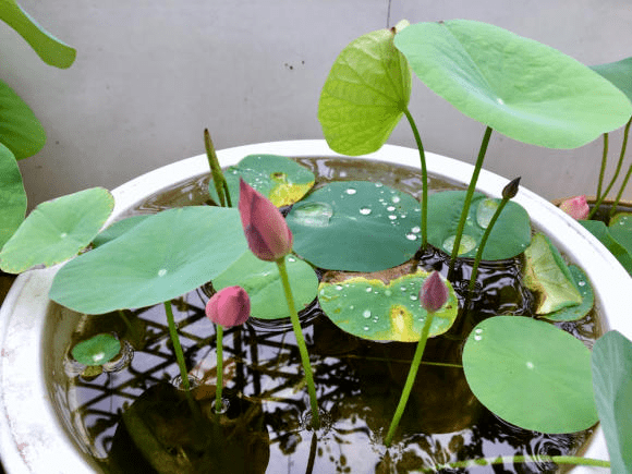 纸遇水开花是什么原理_绿萝开花了是什么样子(2)