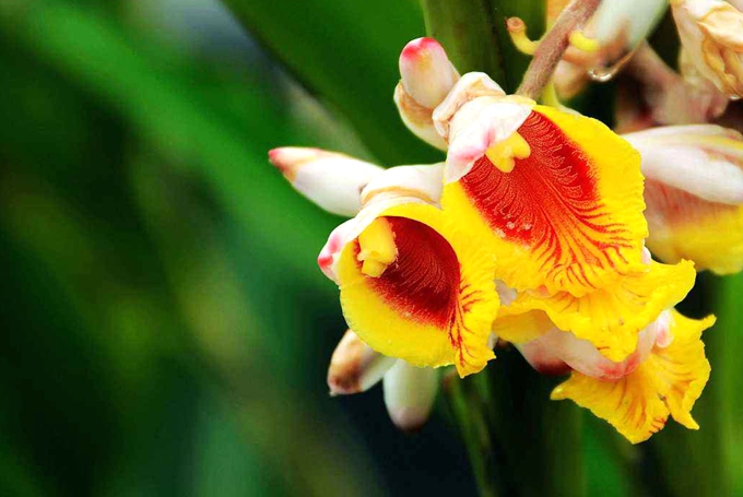 金姜花的作用用途以及植物学特征