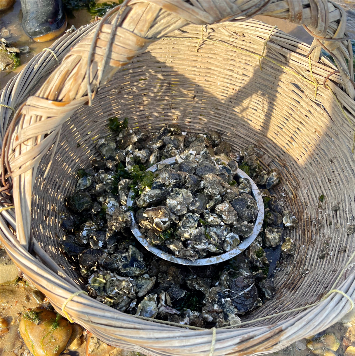 日照自驾游吃住行指南，规划好游玩中的住宿与饮食，旅途更加轻易与省心