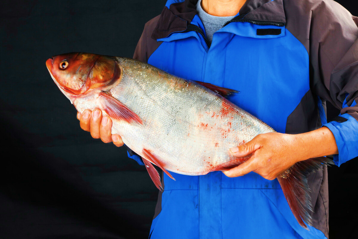 第一種:胖頭魚