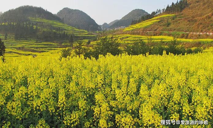 云南省罗平县2021年Gdp_2021年云南罗平第一波油菜花已开