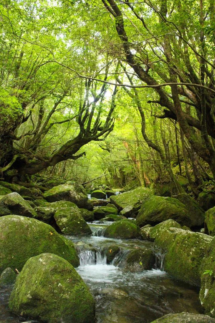 仿佛走入画中的日本十大绝景，疫情过后一个一个打卡！