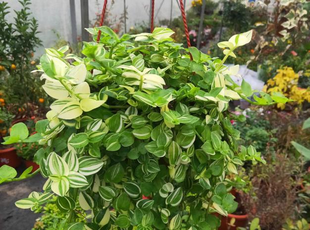 家里光照不好还想养花,试试青叶吊竹梅,外观好看养护简单