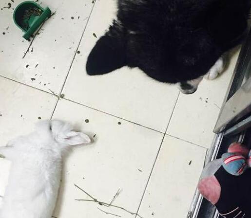 怎么养兔子才能让兔子不死 4a937a4aacea44cbacd2e95a5a93912a.jpeg