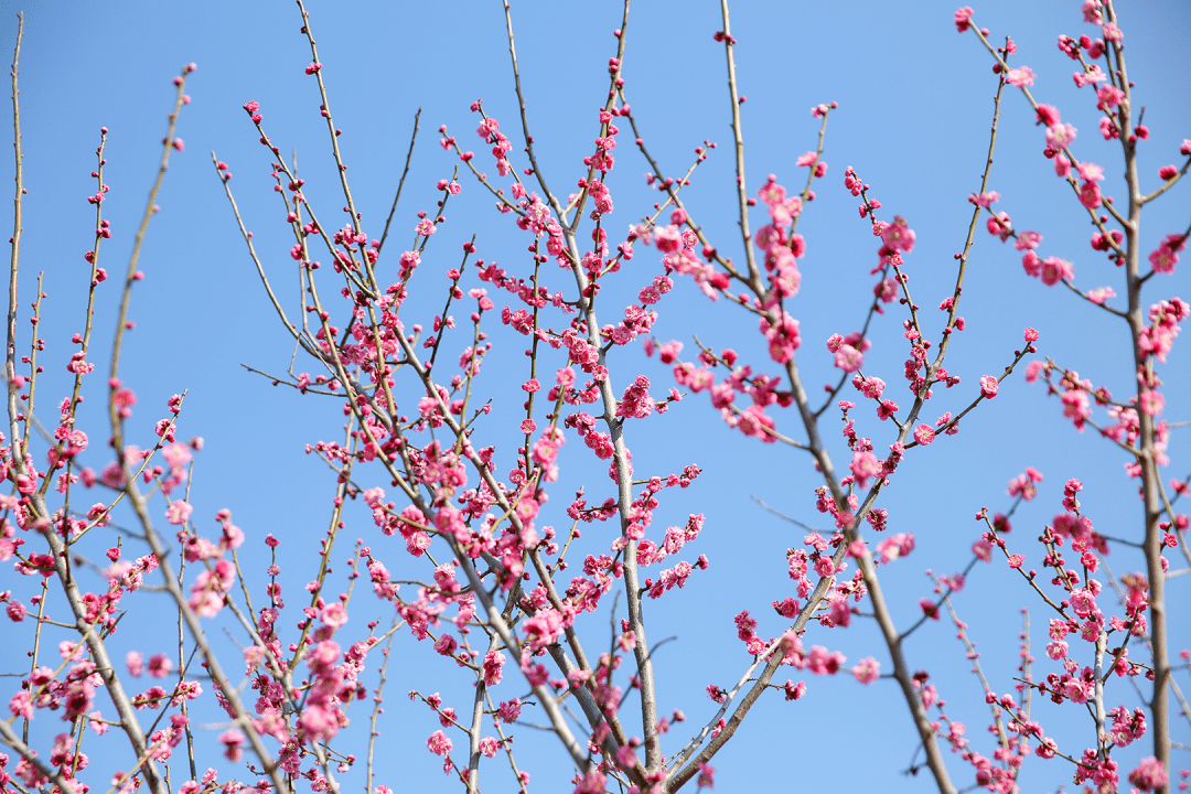 花海盛宴 | 新年添喜色，西昌湿地公园梅花绽放