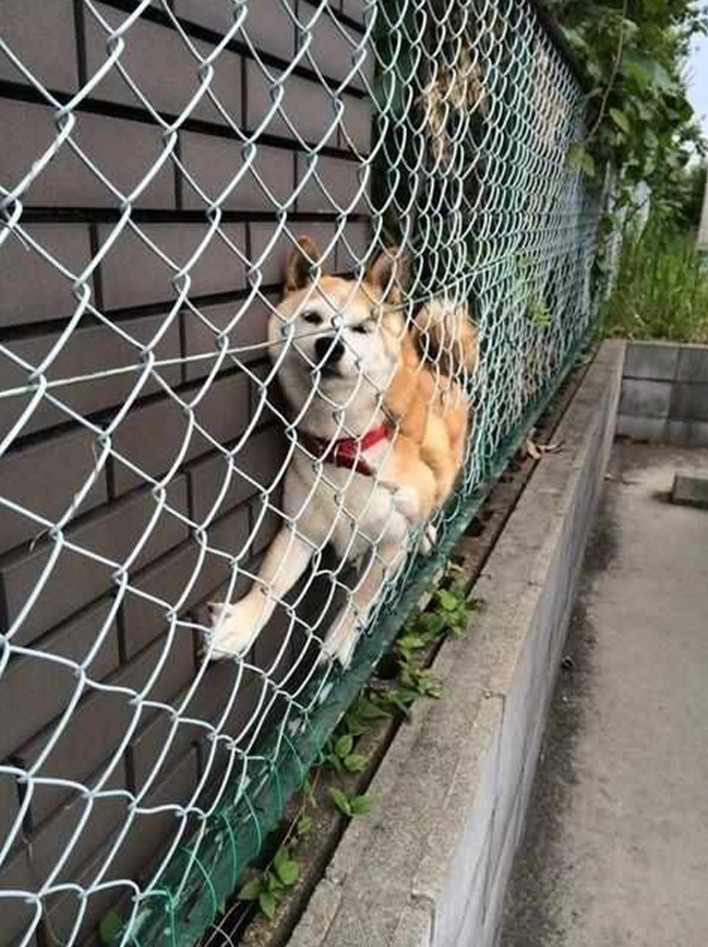 柴犬翻牆被卡圍欄里，還傻呵呵的對別人笑，主人都尷尬了！ 萌趣萌寵 第1张