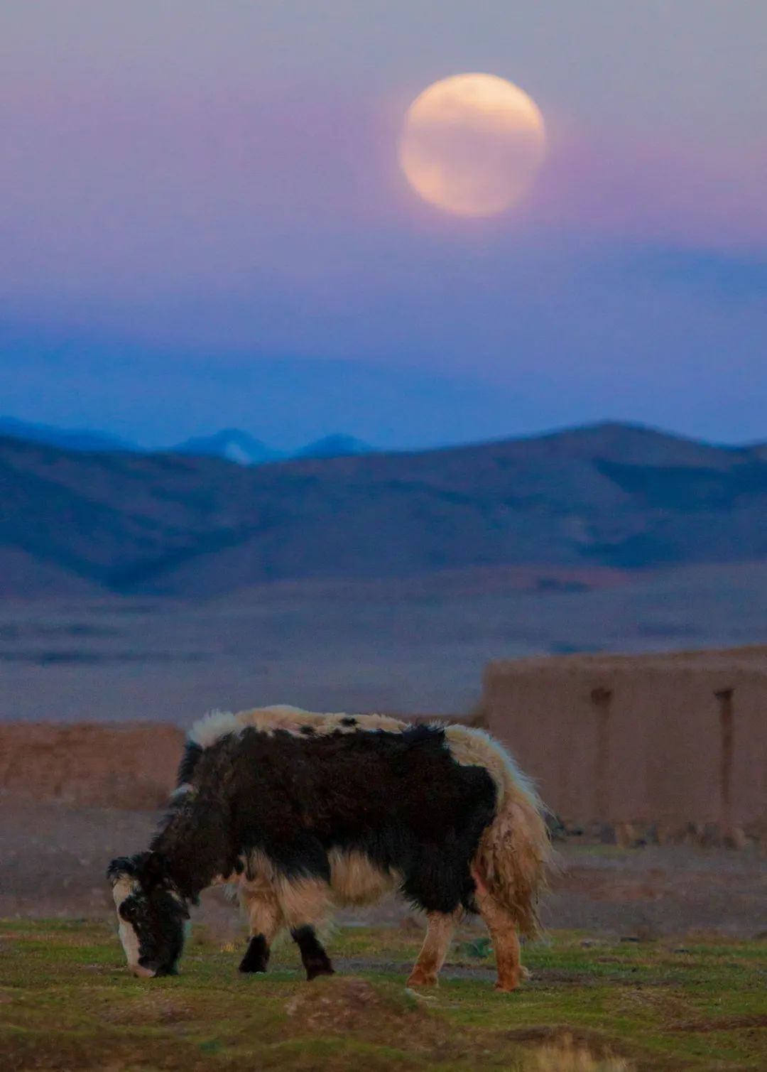 牛年大吉，摄影师带你到西藏看牦牛，一起牛运亨通！