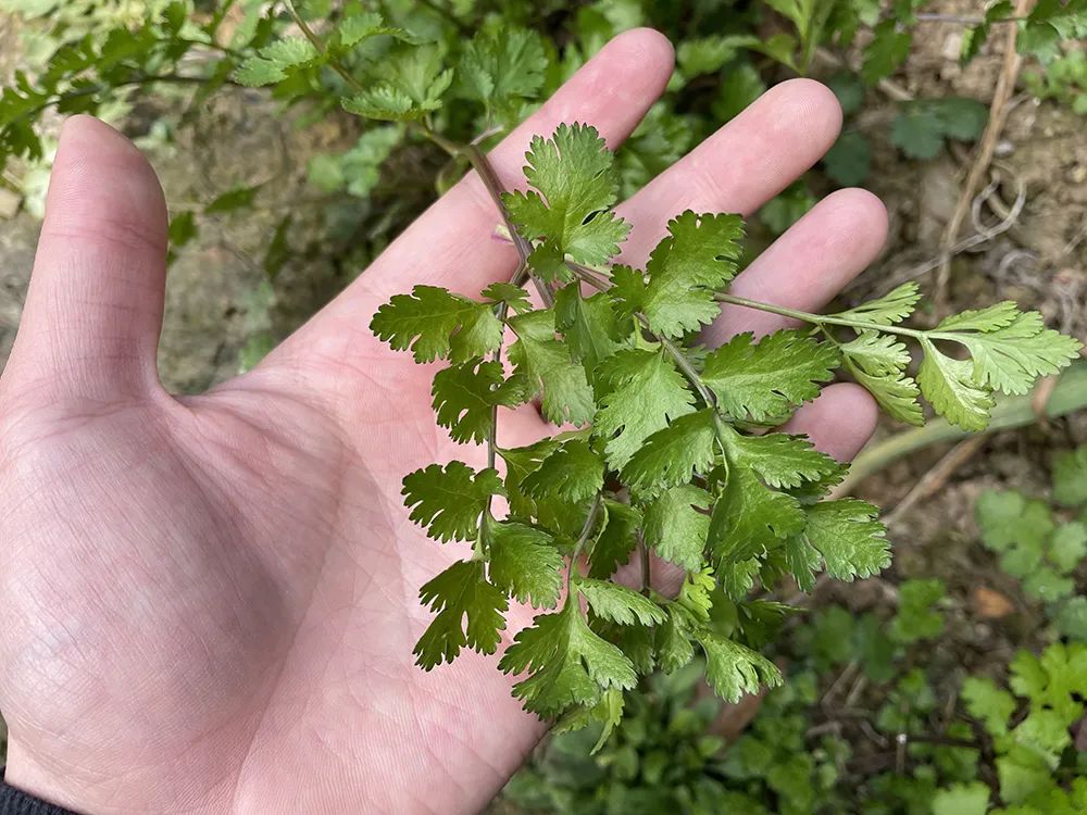 不過這野芫荽的味道雖然會讓人覺得有些難聞,但是很多老一輩的人卻很