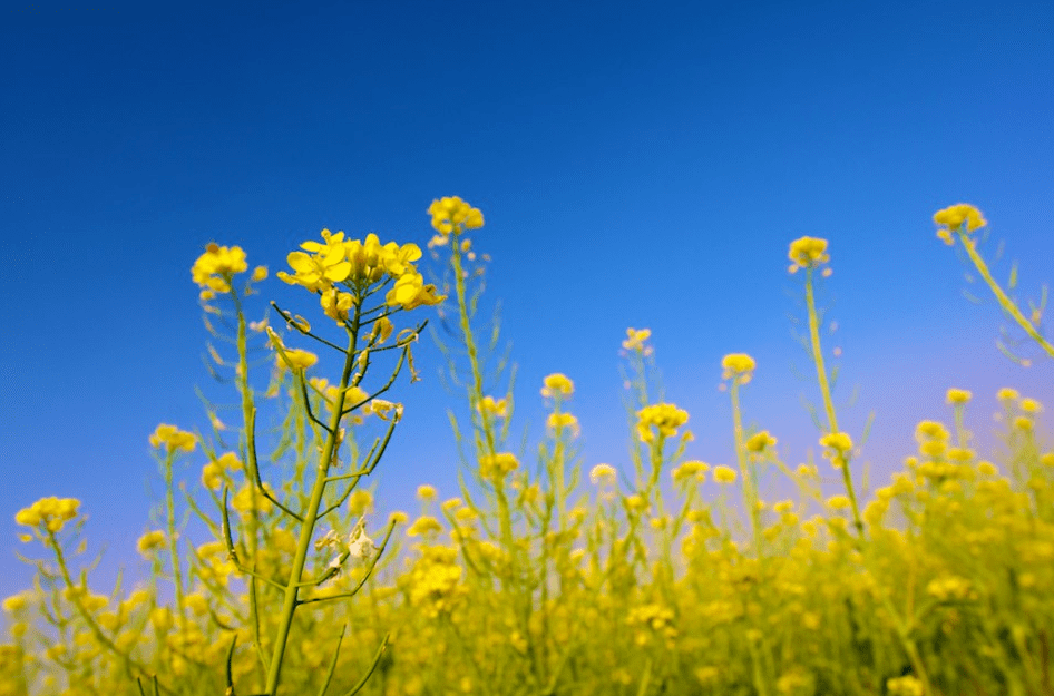 成都迎来最早菜花季，有望12年来最早入春