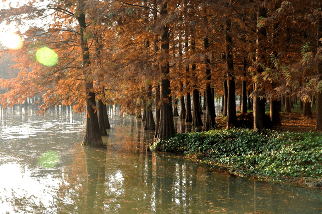 魔都上海一角，秋色中的水杉江南