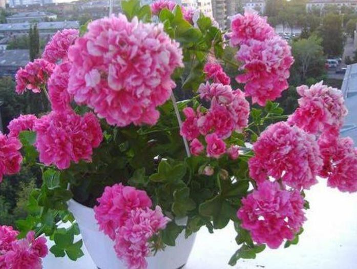 什么花最漂亮一年四季都开花 deff4047d0a045f7a411900e13443097.jpeg