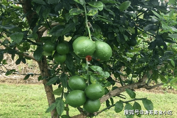 夏威夷果被譽為堅果之王,原產地價格低廉,為何到了我國身價倍增_種植