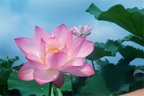 桃花贵人口诀_桃花贵人纹