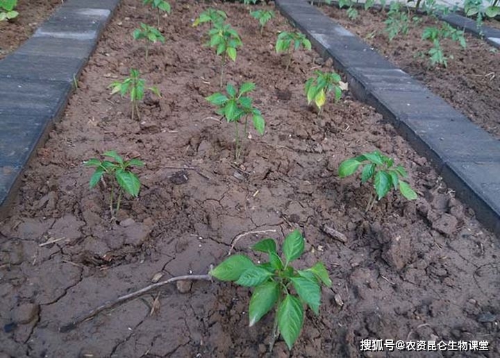 一,辣椒的生长特点辣椒的发芽期通常在催芽播种后5