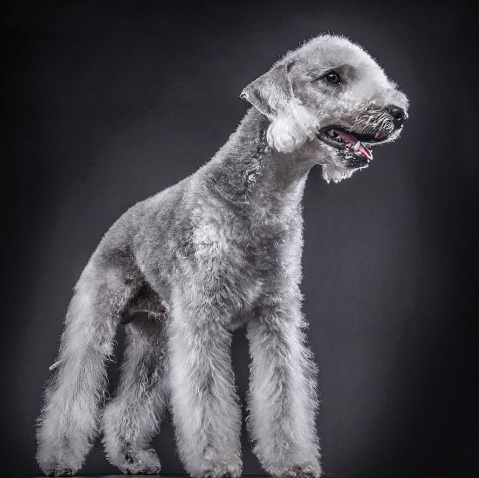 对孩子不友好的5种狗,大型犬比小型犬更友善,养之前多考虑