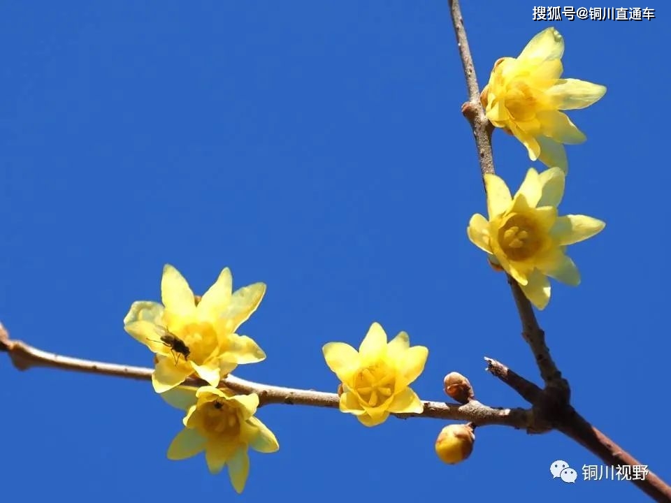 春满人间，铜川摄影师黄风升拍摄于铜川王家河湿地公园