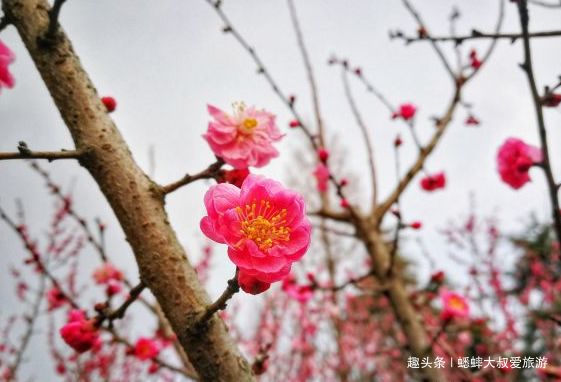 南京梅妆山水，花香金陵的景点，姹紫嫣红，美不胜收，游客如织！