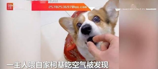 山东一主人喂柯基吃空气将其惹怒,网友:吃了个寂寞!