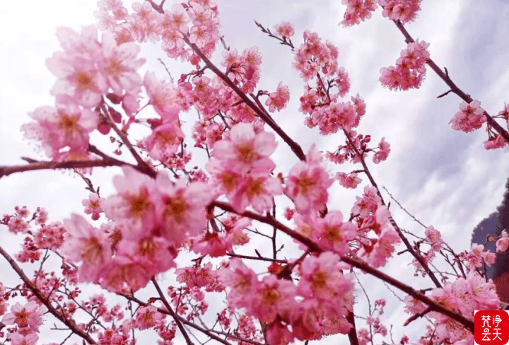 春日、樱花、垂钓……这里美了乡村醉了游客