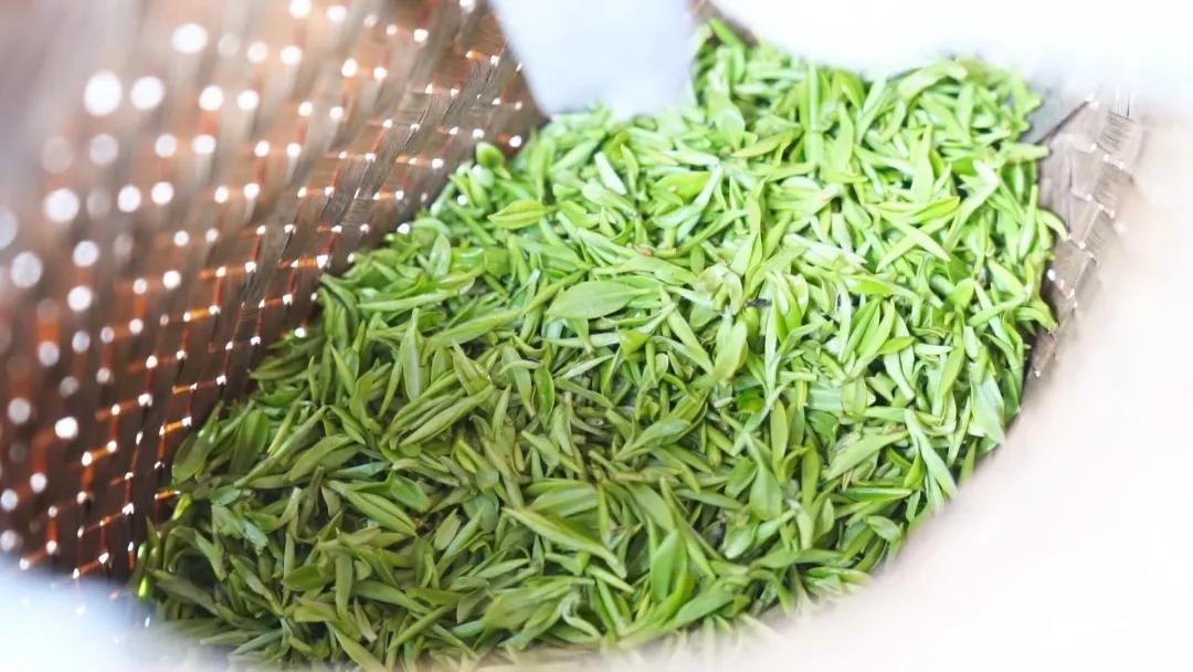 正是一年春好时景宁金奖惠明茶陆续开采