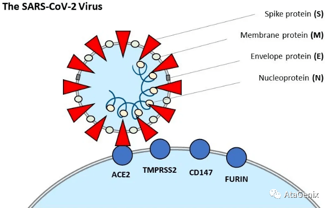 圖1 sars-cov2病毒的結構示意圖及與病毒入侵宿主細胞的幾個關鍵蛋白