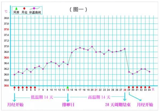 发烧体温上升是什么原理_发烧体温图片(3)