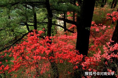 刘昌国：黄柏山之春（散文）