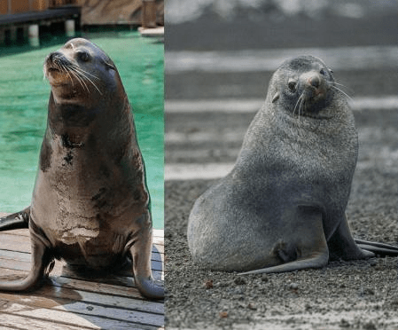 海豹海狗海獅海象和海牛這些海字輩的你分得清嗎