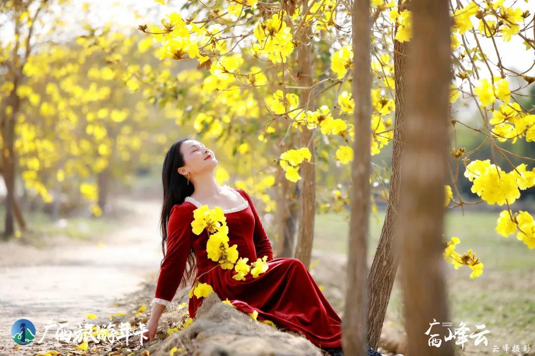 广西旅游年卡 | 今春盛开的黄花风铃，让大南宁美得像童话