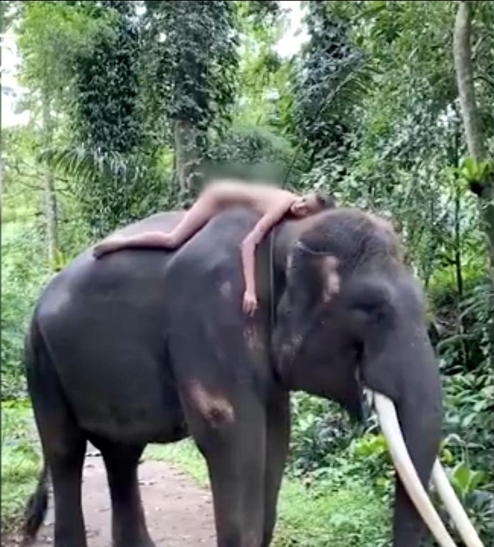 俄女模特裸体骑濒危大象,还配文"自然的共鸣",引众怒后发文道歉