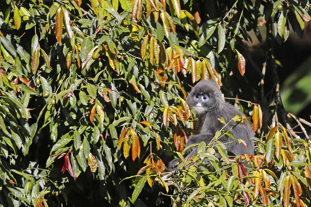 去年一年,《國家重點保護野生動物名錄》中,我們拍到了多少?