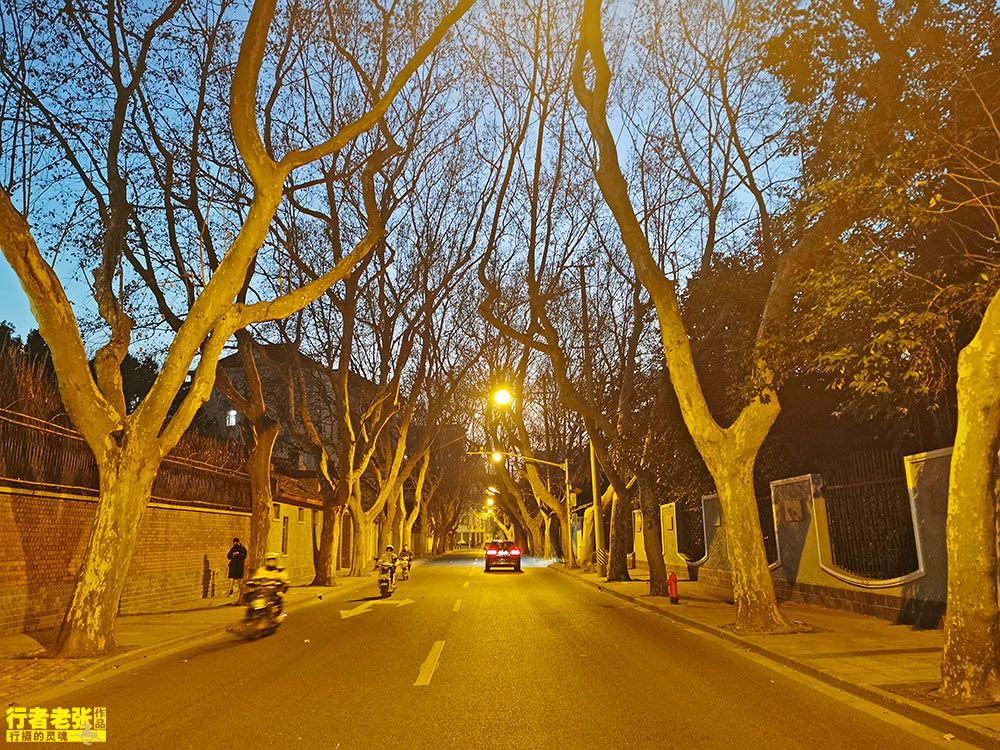 上海和南京的城市風景線法國梧桐哪個更美其實它們源自英國