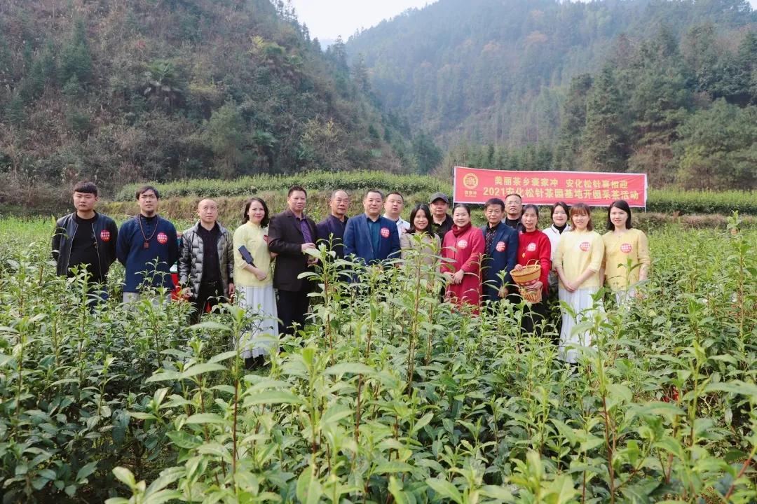 褒家冲茶场2021年安化松针茶园开采