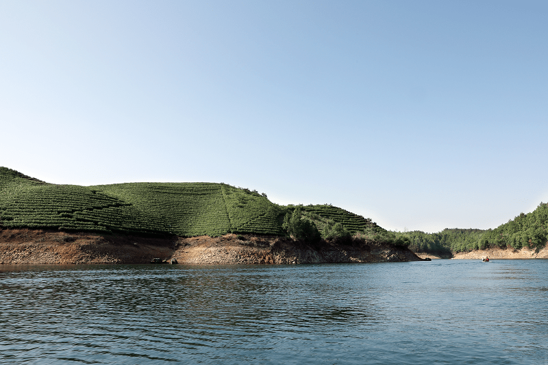 “最美湖上茶园”——井牌龙井钱塘生产基地考察