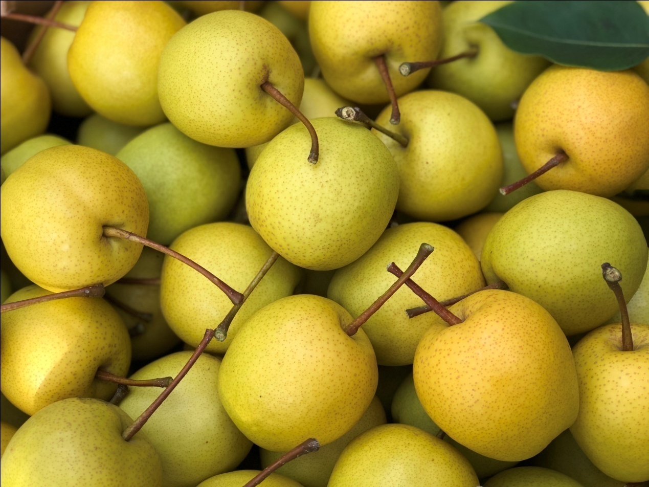 杨家台蜜梨让生活如此乐逍遥