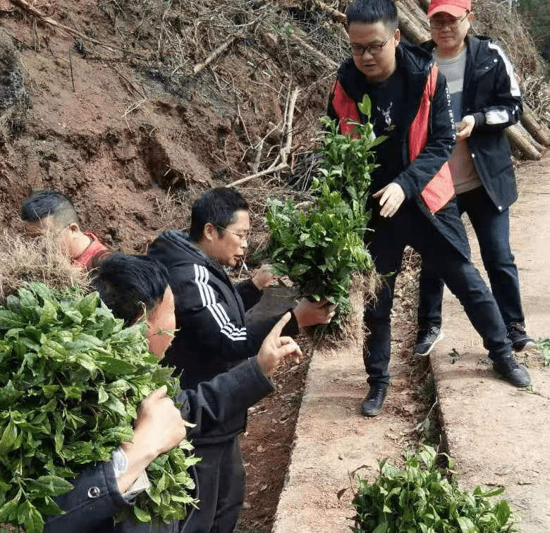 凤凰县:新春好时节 入村种茶忙