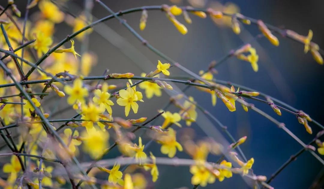 花枝什么颤成语_花枝乱颤什么意思(3)