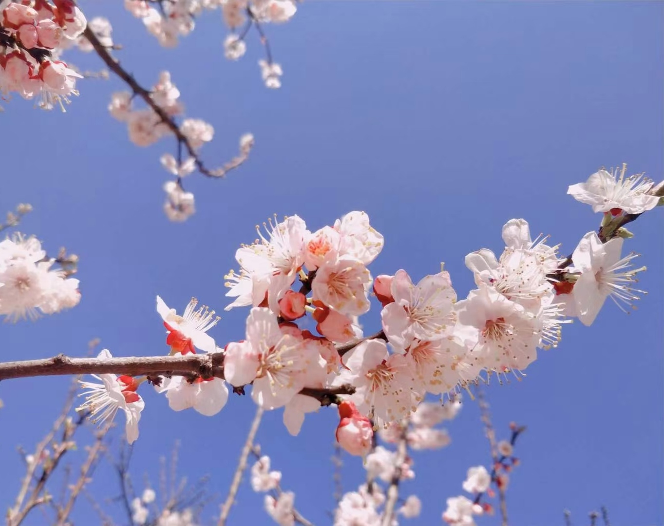丽江第一波春色来袭，最早盛开的春花已上线！