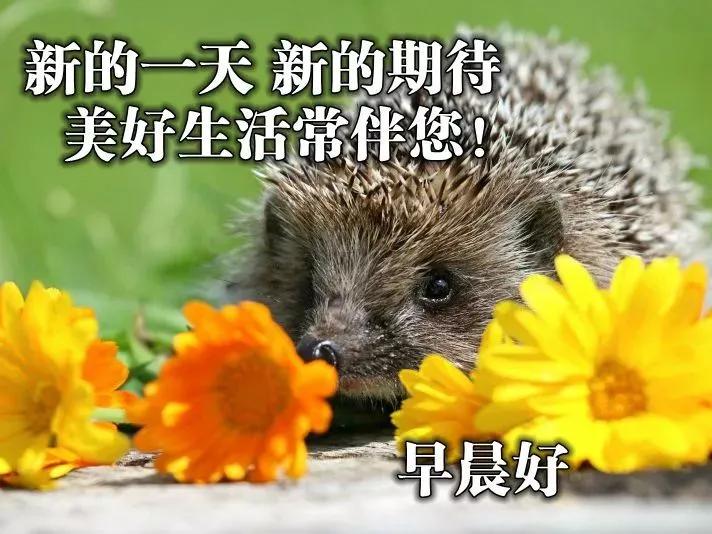 原创早上好漂亮图片问候语送给你祝事事顺心如意愿你开心快乐