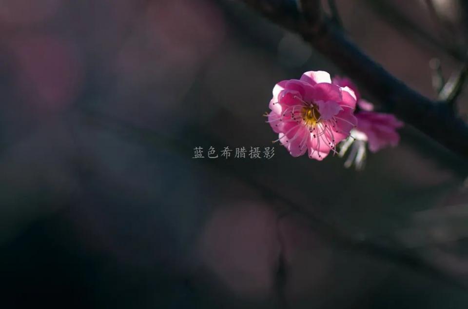 20张实拍梅花图带你走进上虞梅花谷，红梅白梅满园，春光无限好