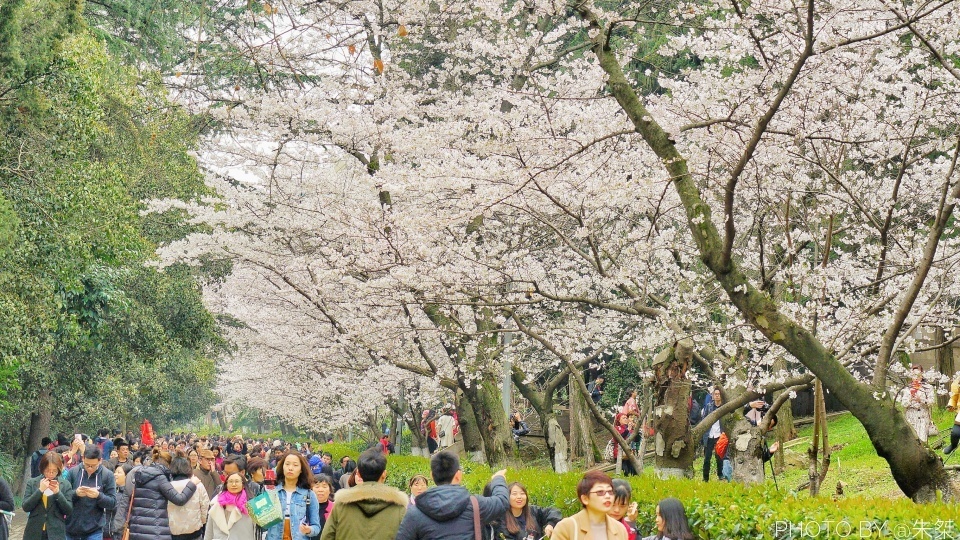 樱花盛开的季节，不用再远赴日本，国内三处赏樱胜地就在我们身旁