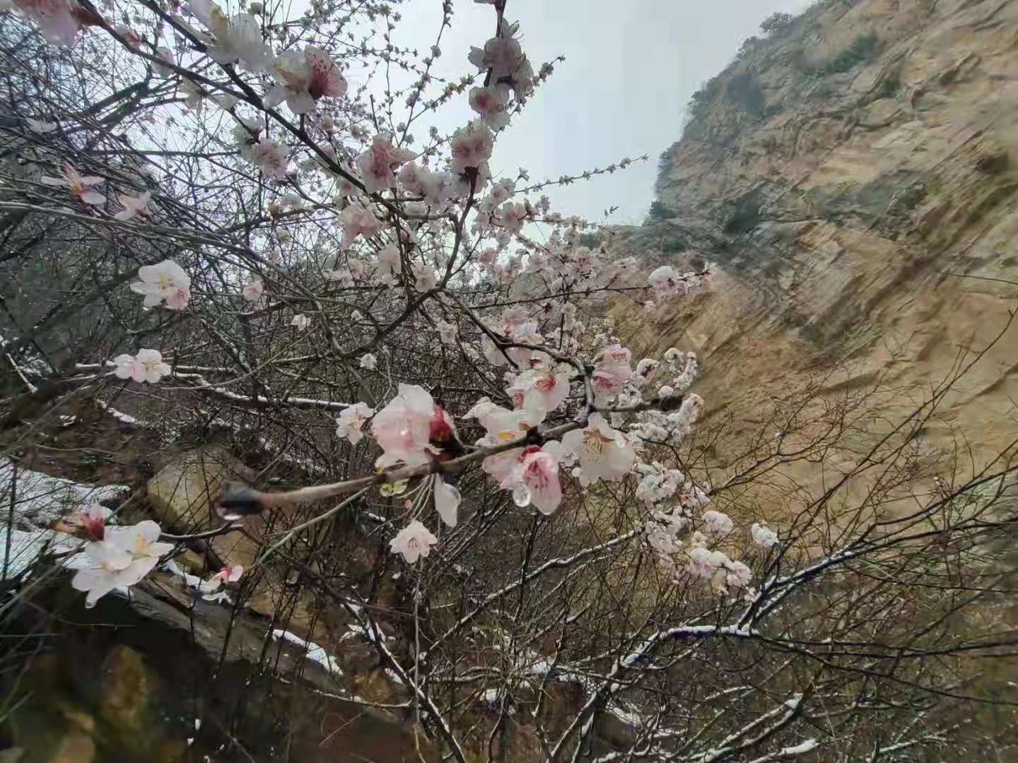 雪中看十里桃花 梅花