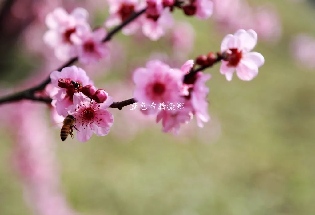 实拍22张美人梅花卉照片，粉红春天，逆光照是不是更漂亮？